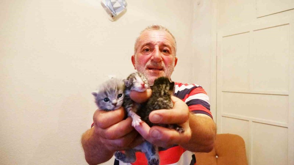 Anne Kedi Çöpe Bırakılan 5 Yavru Kediye Annelik Yapıyor