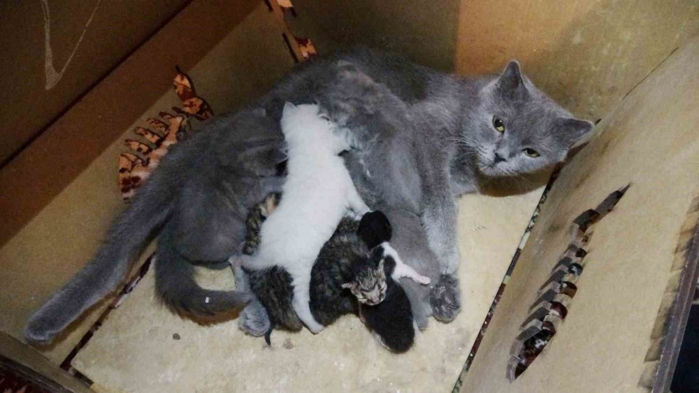 Anne Kedi Çöpe Bırakılan 5 Yavru Kediye Annelik Yapıyor