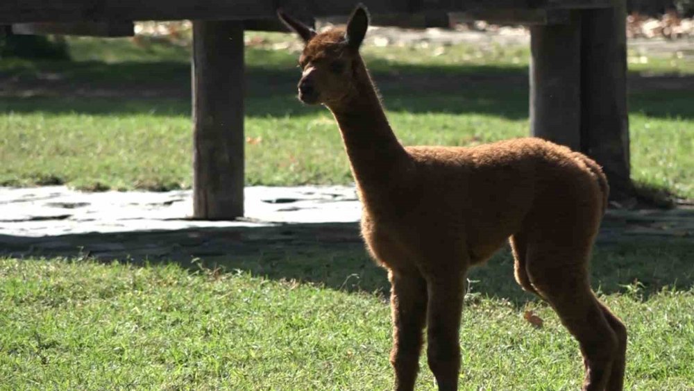 Yavru Alpaka Bursa’nın Neşe Kaynağı Oldu