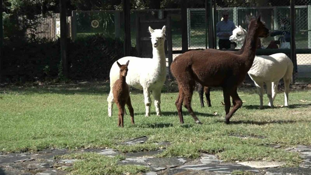 Yavru Alpaka Bursa’nın Neşe Kaynağı Oldu