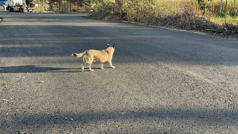 Okula Giderken Sokak Köpeğinin Saldırısına Uğradı