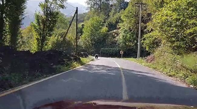 Asfalt Yola İnen Boz Ayı Böyle Görüntülendi