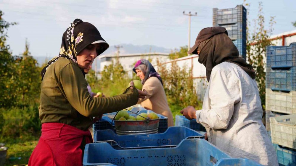 Deveci Armudu Hasadı Başladı