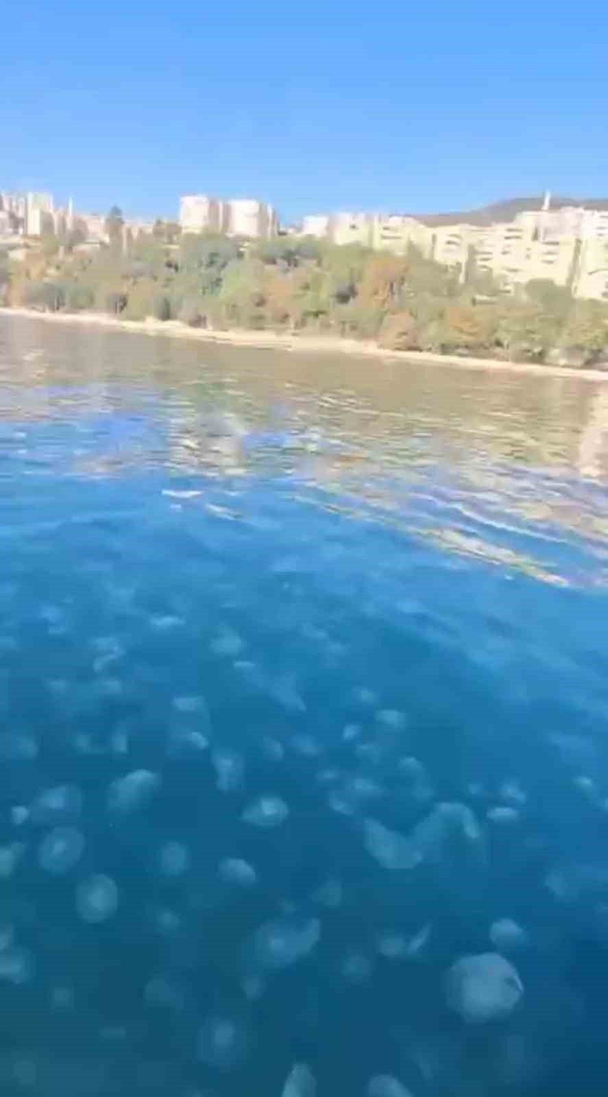 Marmara’nın Güney Kıyılarını Denizanası İstila Etti