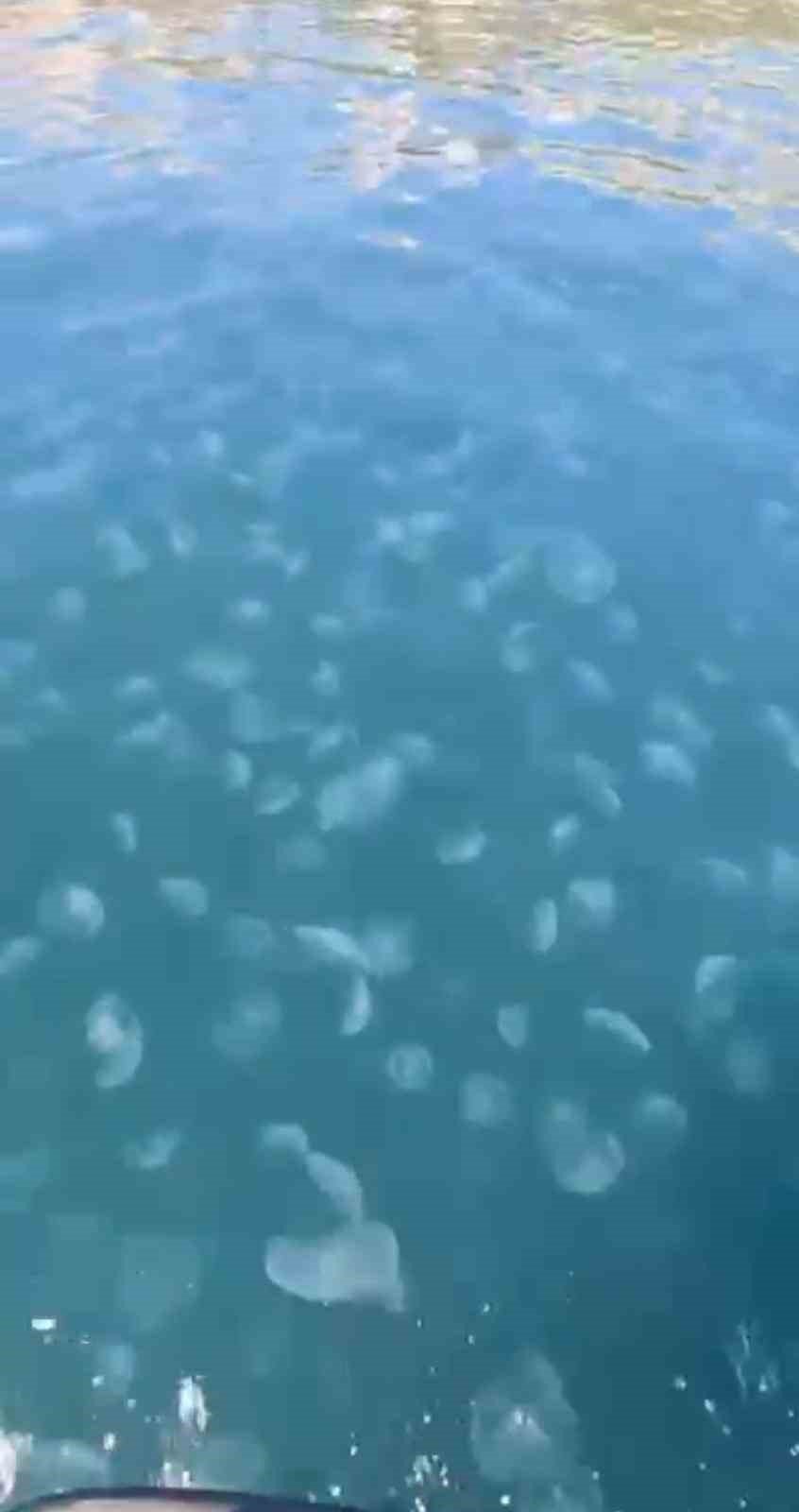 Marmara’nın Güney Kıyılarını Denizanası İstila Etti