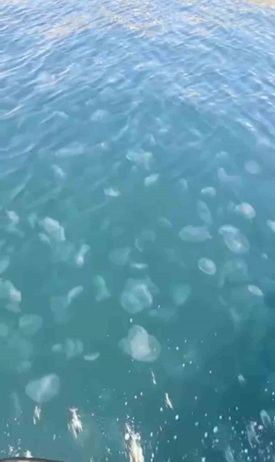 Marmara’nın Güney Kıyılarını Denizanası İstila Etti