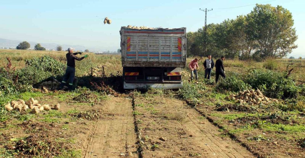 Çiftçi Pancar Şekeri Fiyatından Memnun Değil