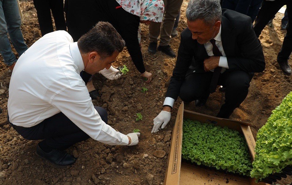 2 Milyon 900 Bin Marul Fidesi Dağıtımı Yapıldı