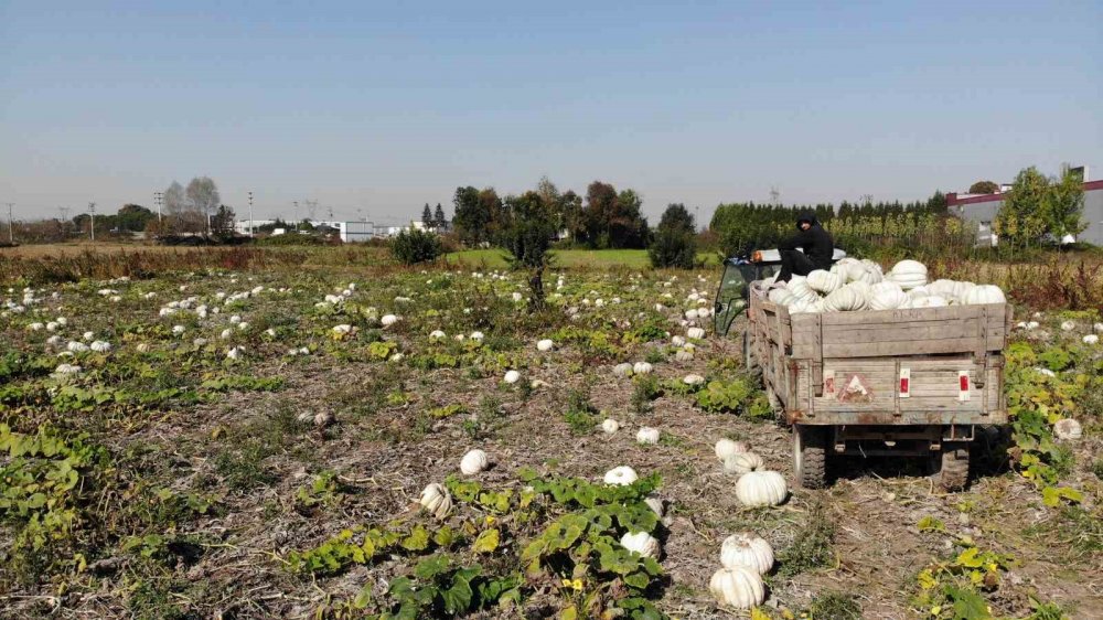 Sakarya Kabağında Hasat Zamanı