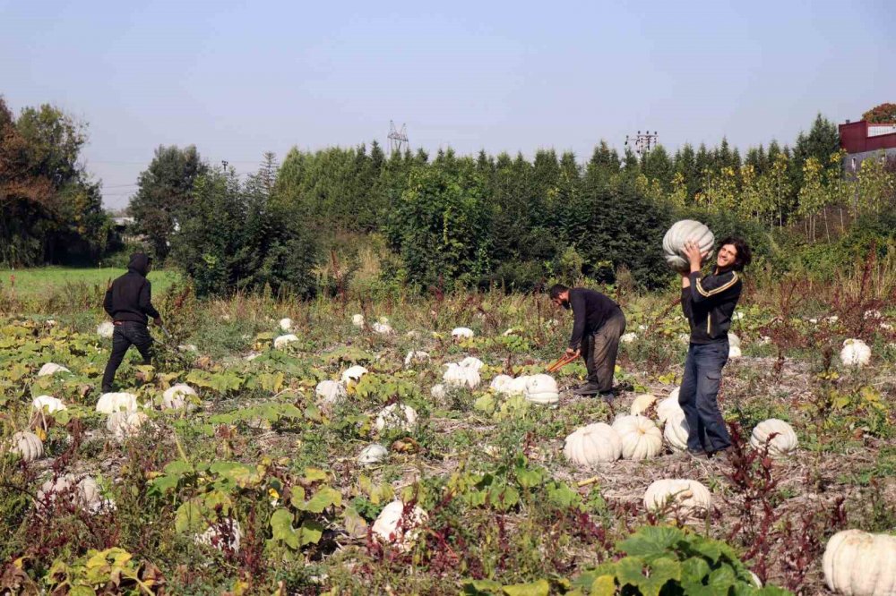 Sakarya Kabağında Hasat Zamanı