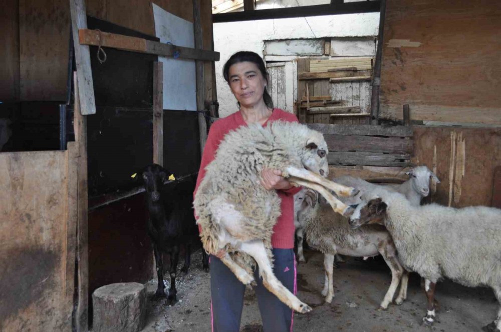 60 Adet Hayvanla Kendi Başına İlgileniyor