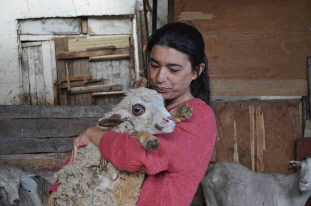 60 Adet Hayvanla Kendi Başına İlgileniyor