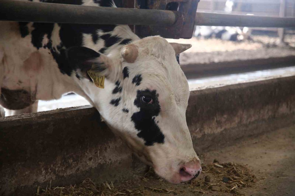 Kendi Kendine Yeten Çiftlik Kurdular, Ucuz Etin Formülünü Buldular