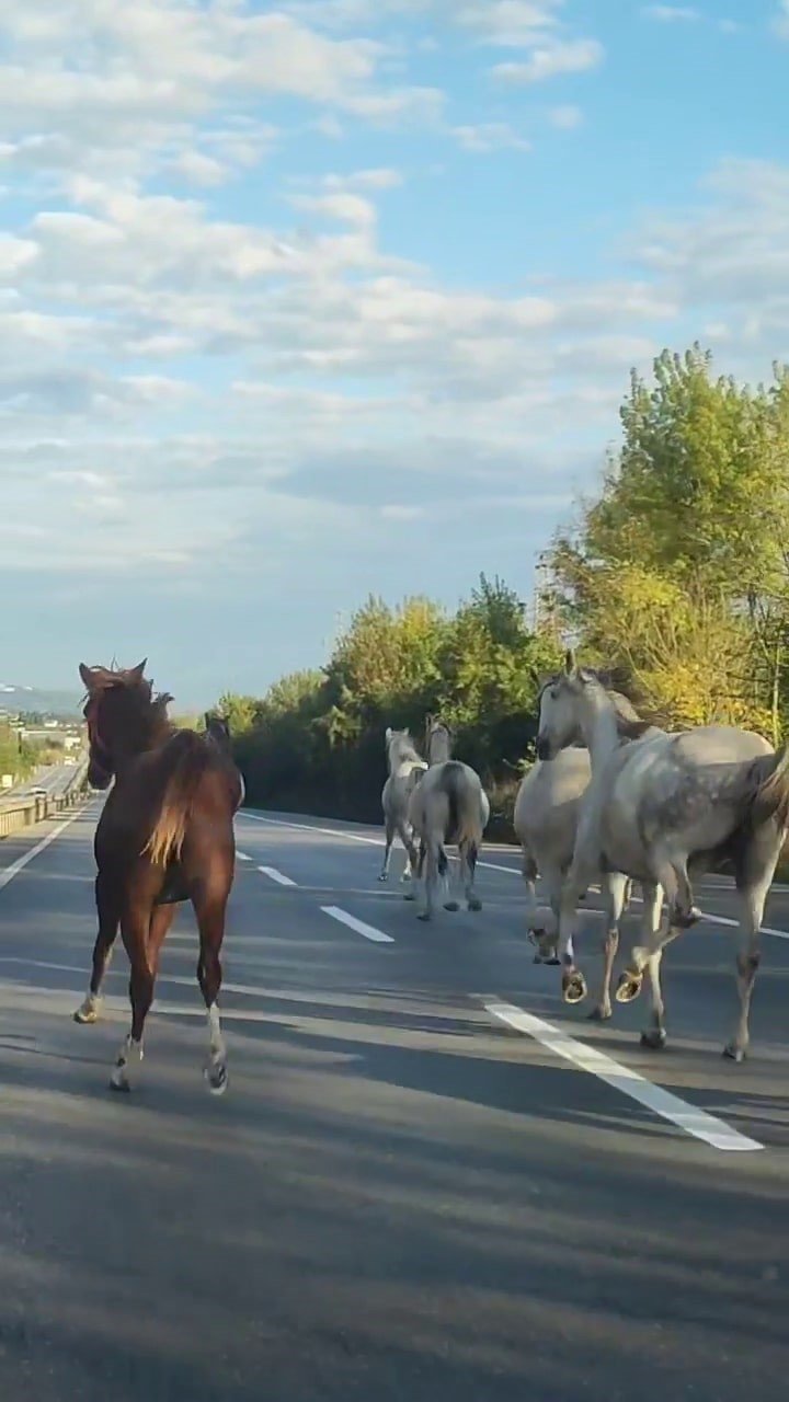 Asfaltı Pist Sanıp Dörtnala Koştular