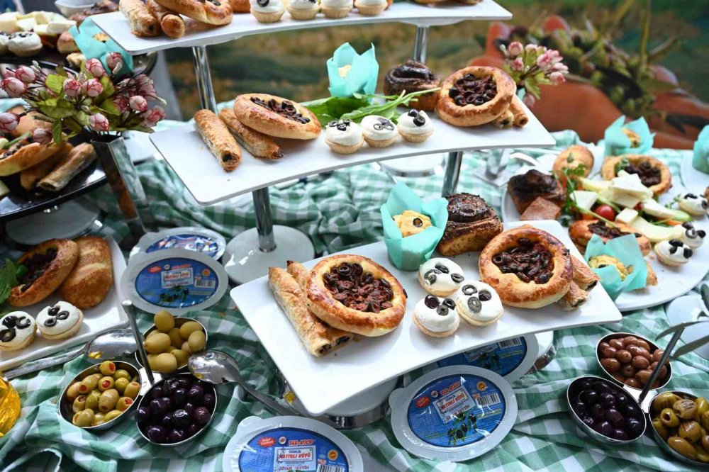 Zeytinde Hasat Vakti