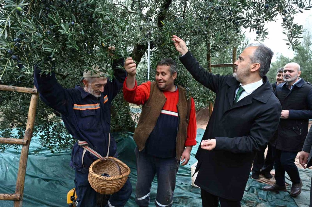 Zeytinde Hasat Vakti