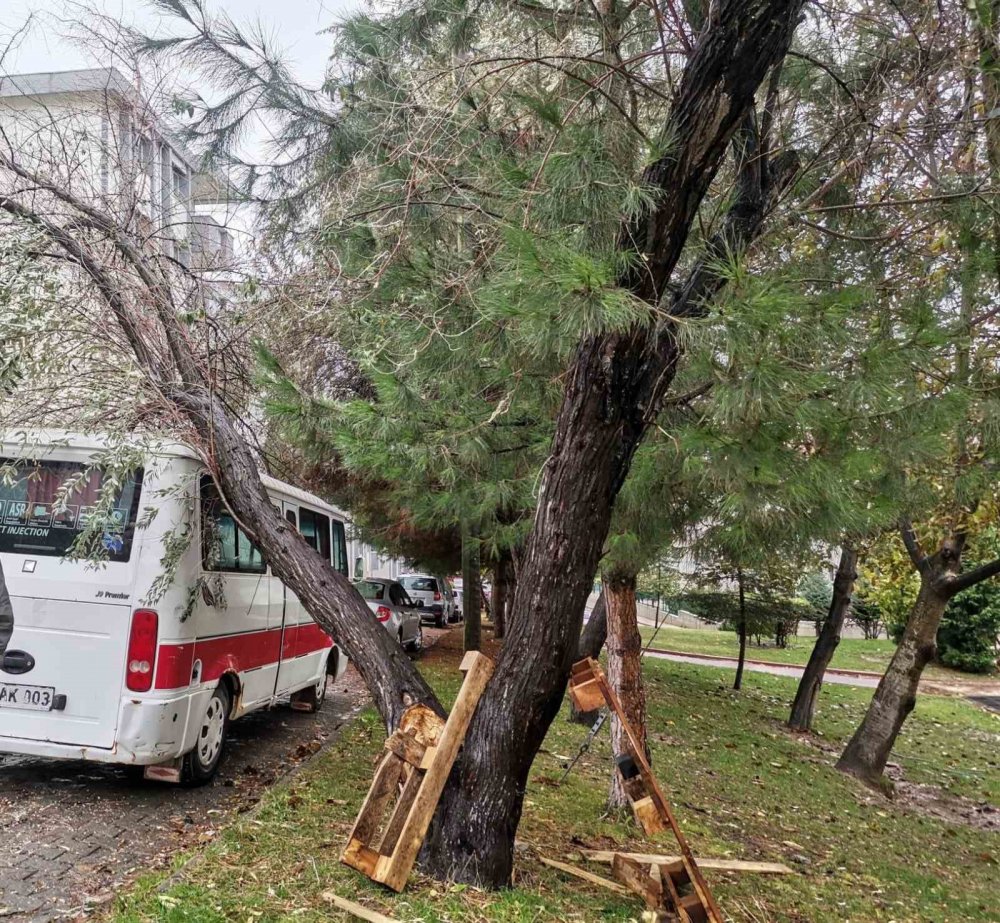 Bilecik'te yıkılan ağaç aracın üzerine devrildi