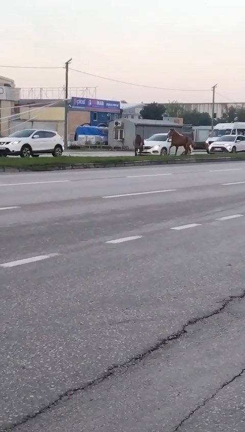 Başı Boş Atlar Tehlike Saçıyor