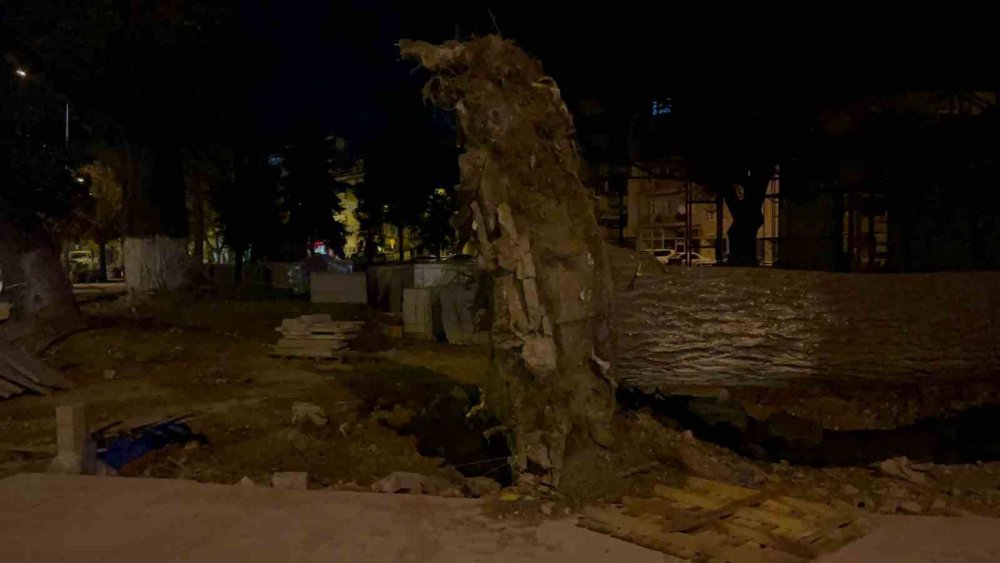 Şiddetli Lodos 200 Yıllık Tarihi 2 Çınarı Yıktı