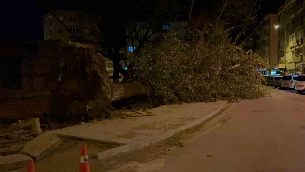 Şiddetli Lodos 200 Yıllık Tarihi 2 Çınarı Yıktı