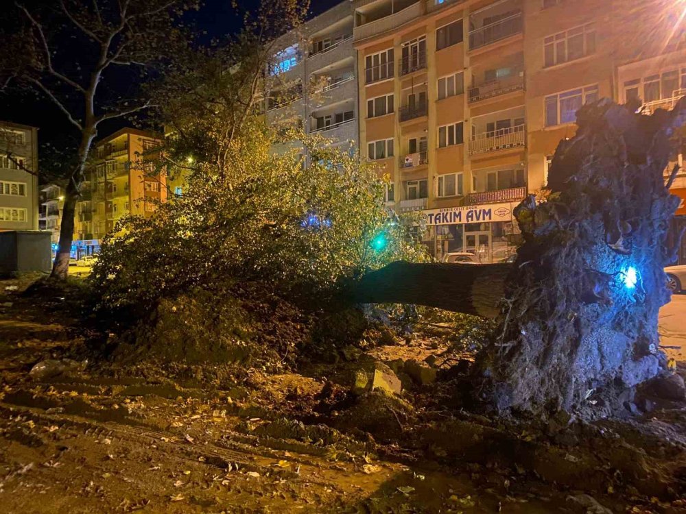 Şiddetli Lodos 200 Yıllık Tarihi 2 Çınarı Yıktı