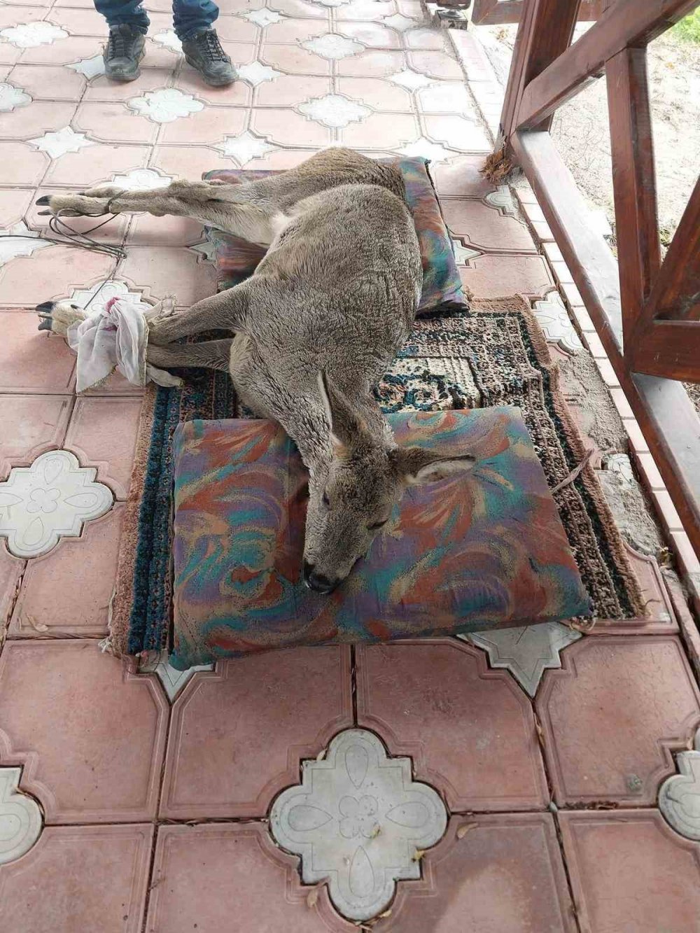 Sokak Köpekleri Tarafından Saldırıya Uğrayan Karaca Tedavi Altında