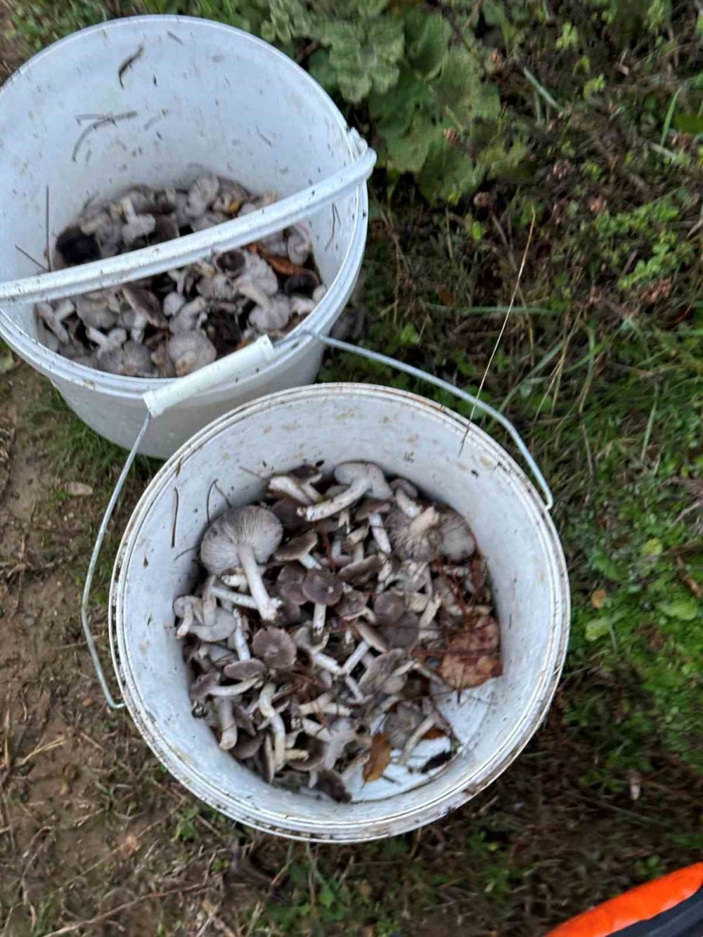 Mantar Toplamaya Gittiği Dağlık Alanda Mahsur Kaldı