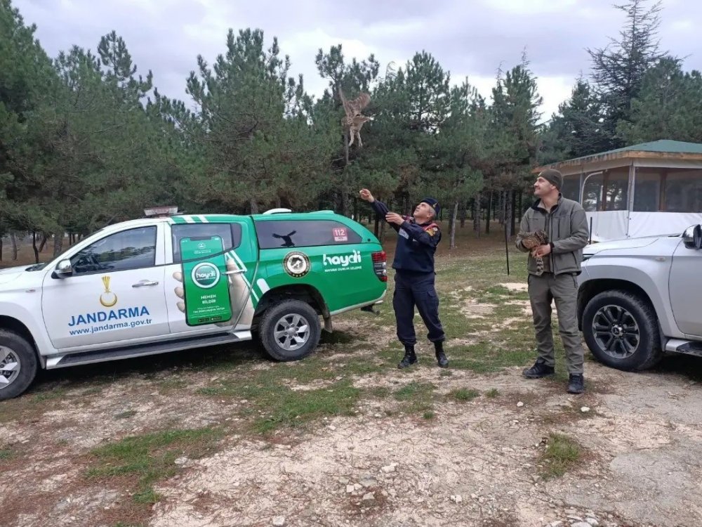 Baykuş Ve Çakır Cinsi Yaralı Kuşlar Tedavi Edildi