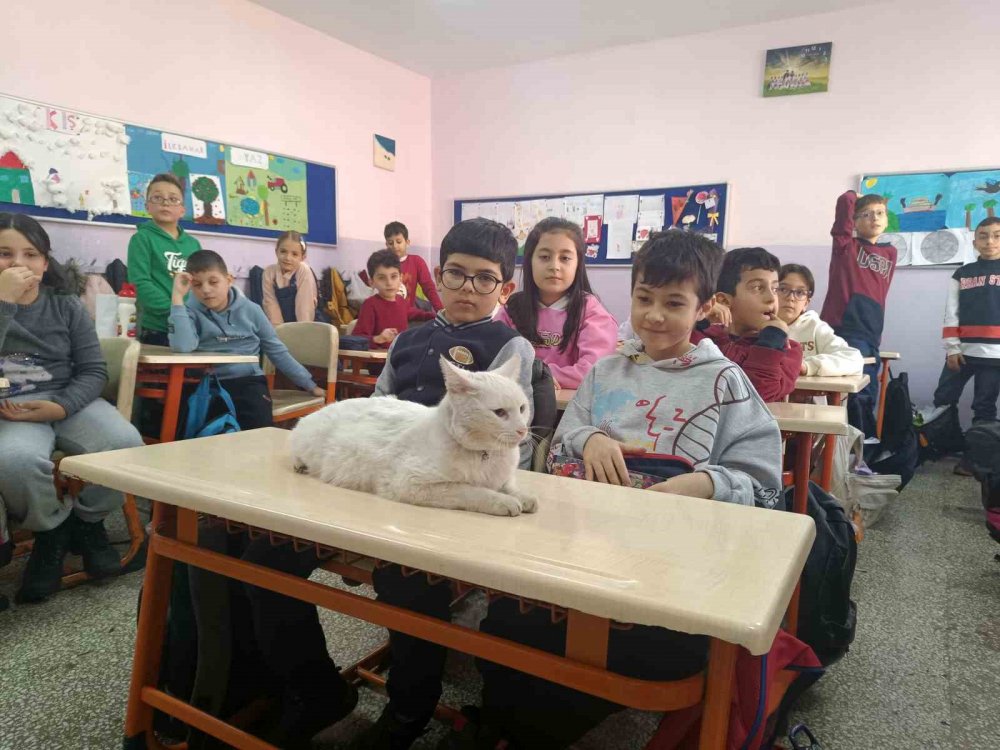 Okullu Kedi Çakıl 6 Yıldır Öğrencilerle Birlikte Derslere Giriyor