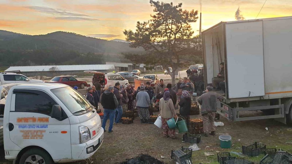 Uludağ’ın Eteklerinden ’kanlıca Mantarı’ Fışkırıyor