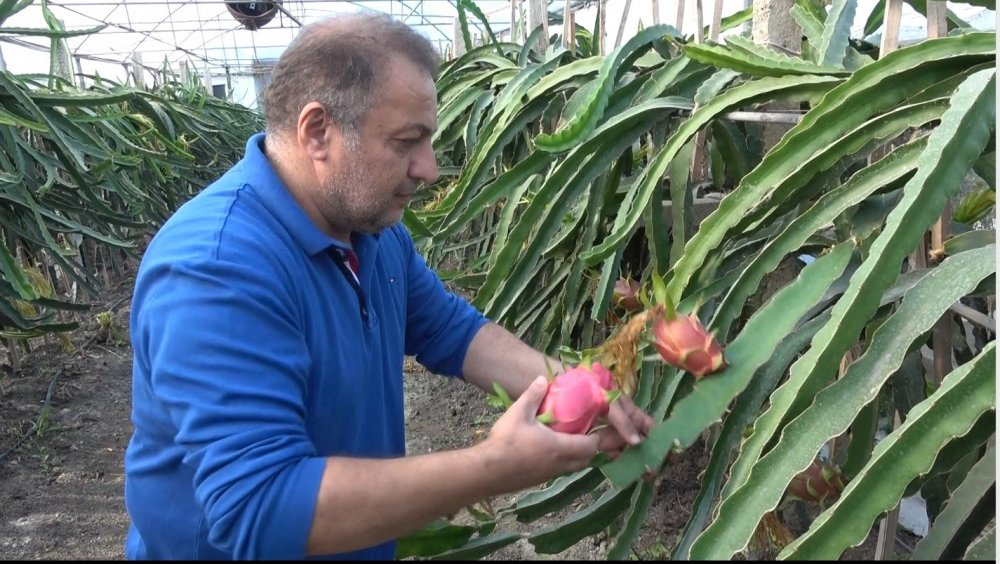 Ejder Meyvesinin "Üreticisi" Oldu