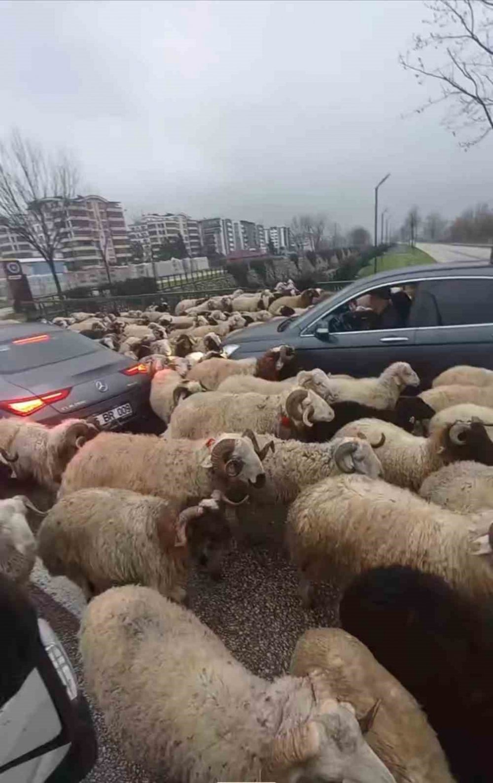 Koyun Sürüsü Çevre Yoluna Çıktı, Trafikte Uzun Kuyruklar Oluştu