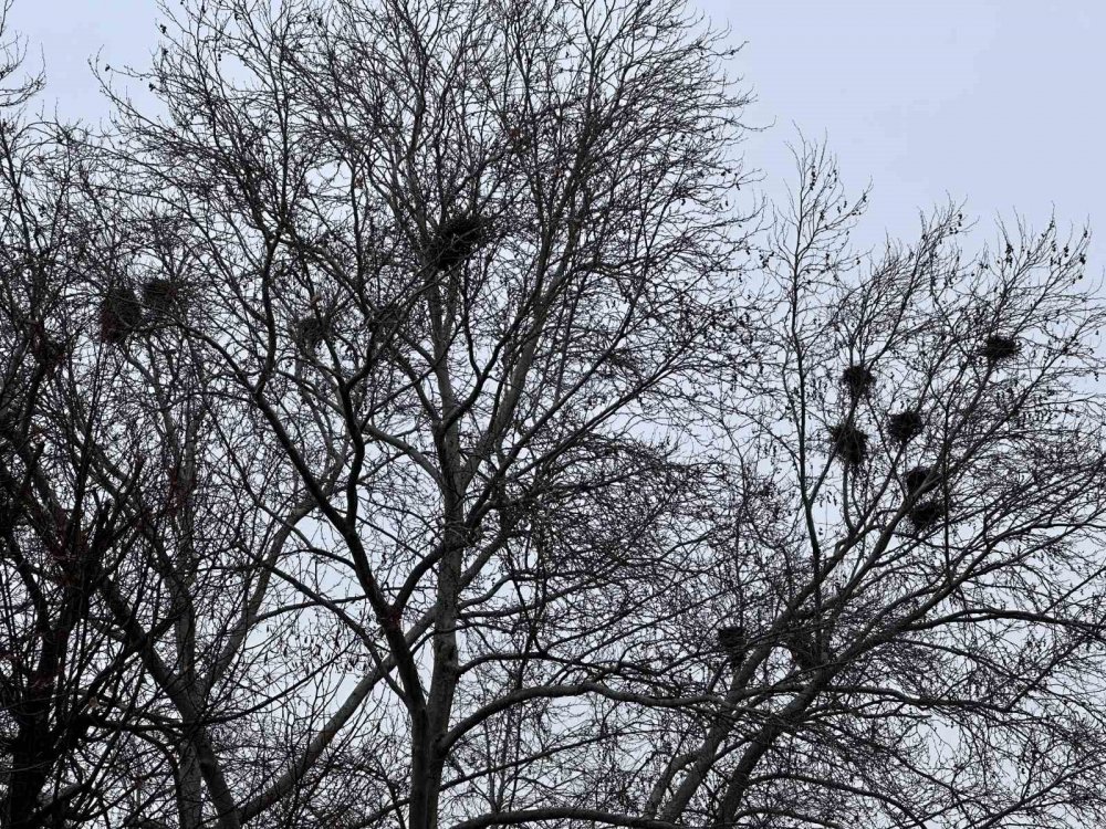 Kuş Yuvalarına Ev Sahipliği Yapan Ağaç Dikkat Çekiyor