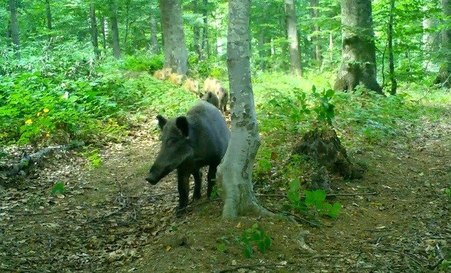 Dikkat, Ormanda Bebek Var