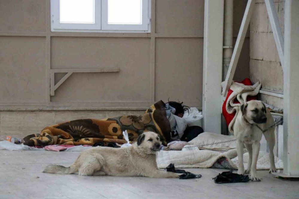 Köpekleriyle Şadırvanı Mesken Tuttu, Cami Cemaati Abdest Alamaz Oldu
