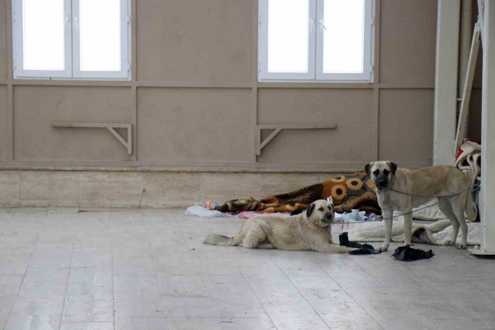Köpekleriyle Şadırvanı Mesken Tuttu, Cami Cemaati Abdest Alamaz Oldu