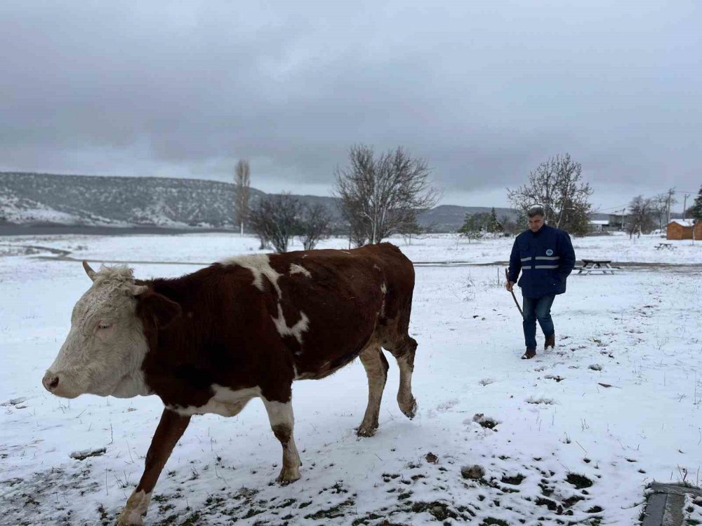 Yağan Kar Ve Ayazla Birlikte Besicilerin İşleri Güçleşti