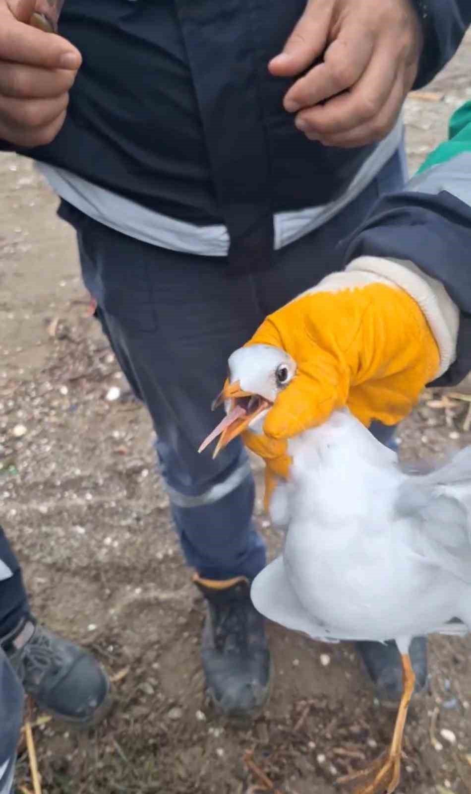 Misinaya Dolanan Martının Yardımına Ekipler Yetişti