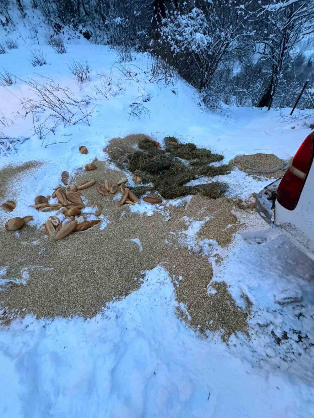 Yiyecek Bulamayan Yaban Hayvanlarına Vatandaştan Yardım Eli