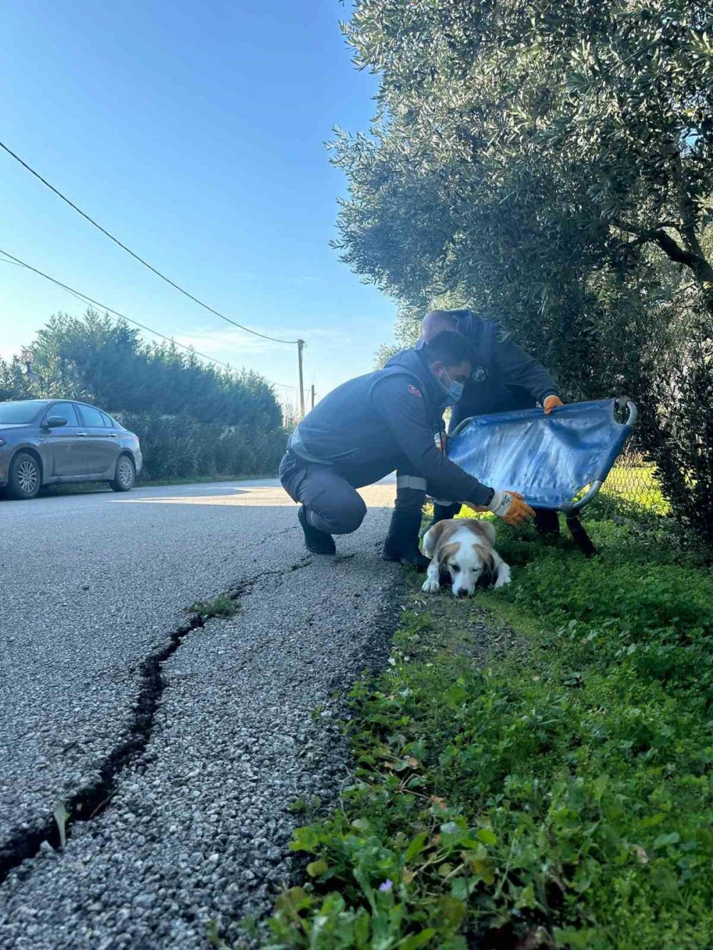 Boynunu Jiletli Telin Kestiği Köpek Sağlığına Kavuştu