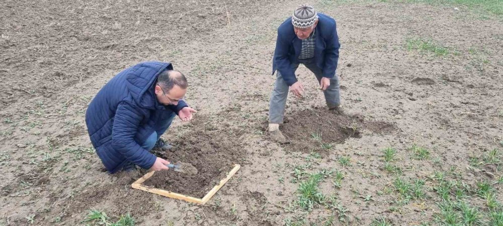 Ekin Kambur Böceği Zararlısı Tespit Edildi