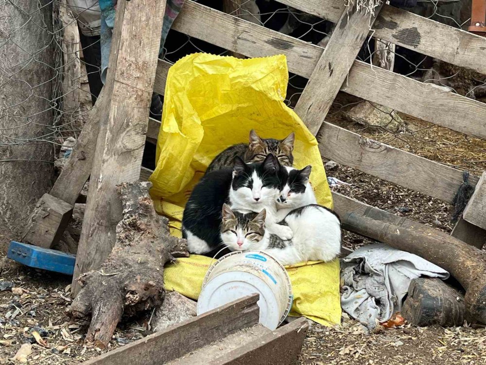 Ayazdan Birbirlerine Sarılarak Korunmaya Çalıştılar