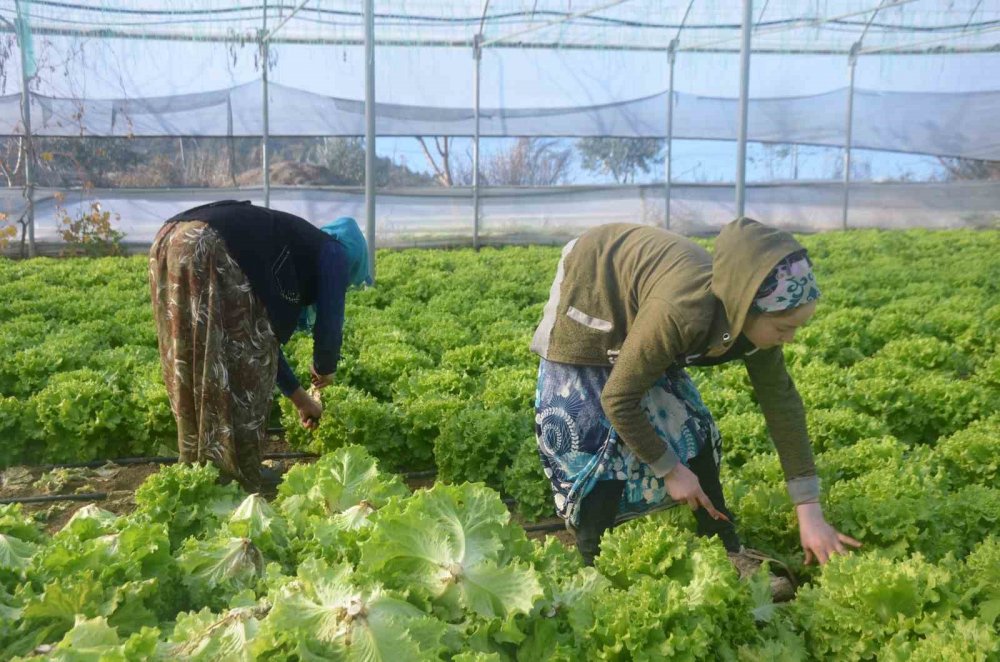 45 Milyon Adet Marul Hasadı Yapılıyor