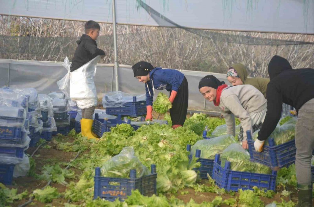 45 Milyon Adet Marul Hasadı Yapılıyor