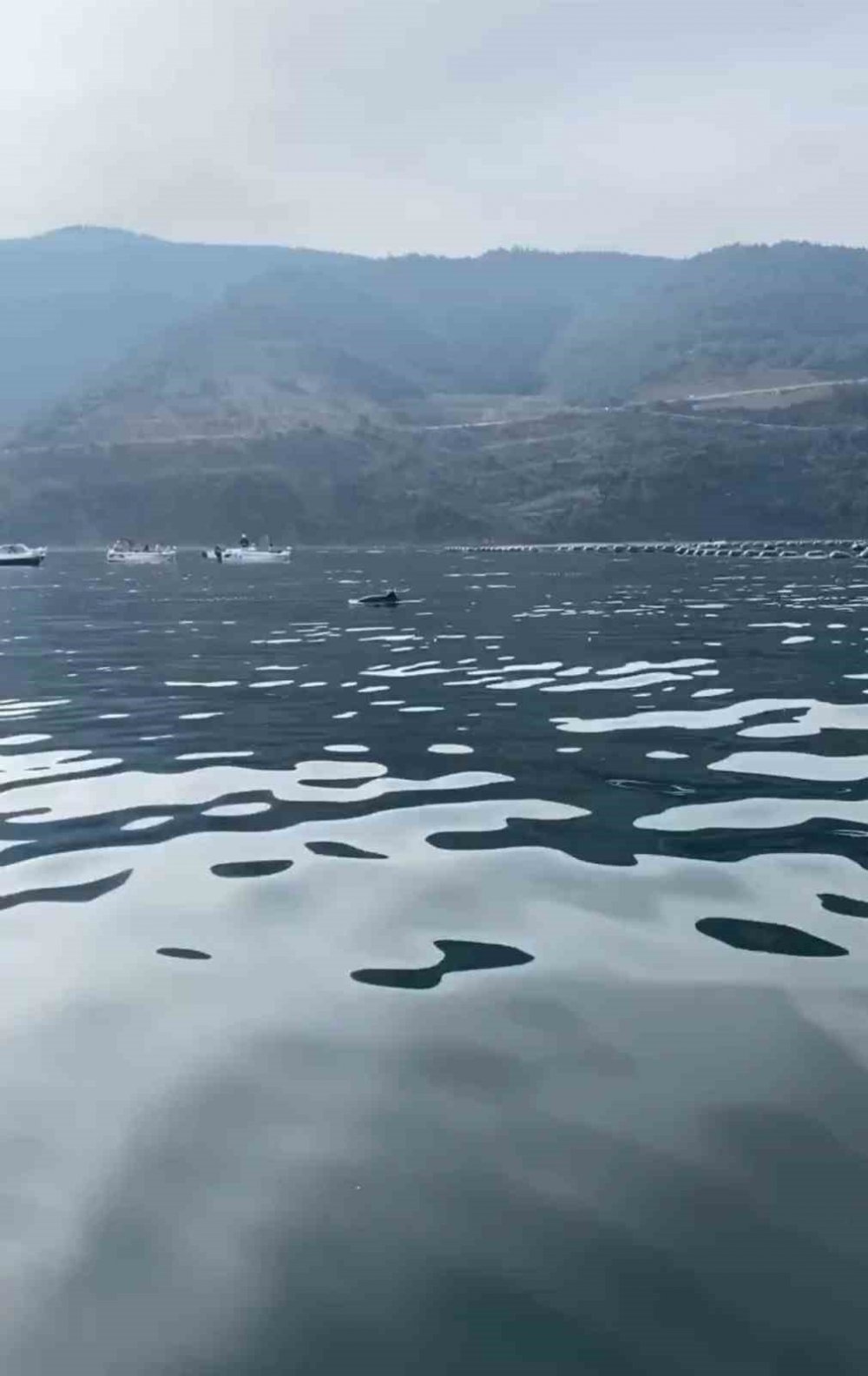 Mudanya Sahilinde Su Samurları Görüldü