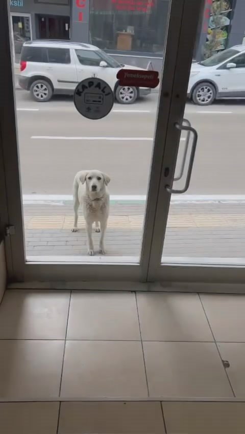 Her Gün Dükkana Gelen Köpeği Besleyen Esnaf Yüzleri Gülümsetti