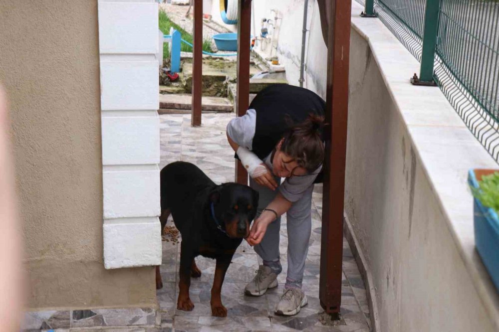 Beslediği Köpeğin Aynı Cinsi Tarafından Sokakta Saldırıya Uğradı, Dehşet Anlarını Böyle Anlattı