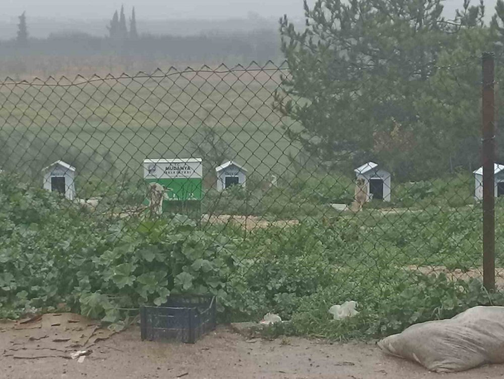 Köpekler Ölüyor, İnsanlar Korkuyor
