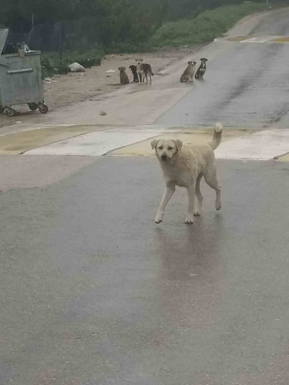 Köpekler Ölüyor, İnsanlar Korkuyor