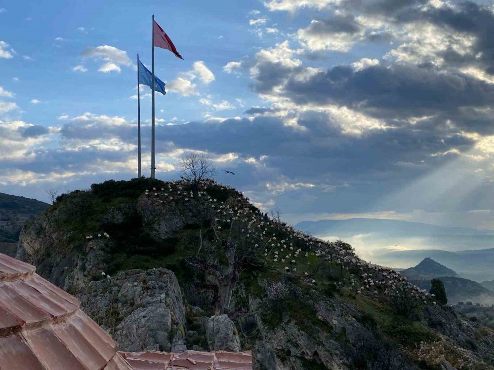 Leylekler Şeyh Edebali Türbesi’nde mola verdi